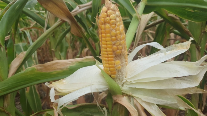Deral indica avanço da colheita do milho no PR mas ressalta regiões com perdas consolidadas