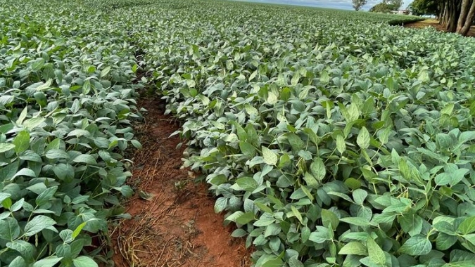 Plantas daninhas preocupam produtores para nova safra de soja, mas há alternativas de controle