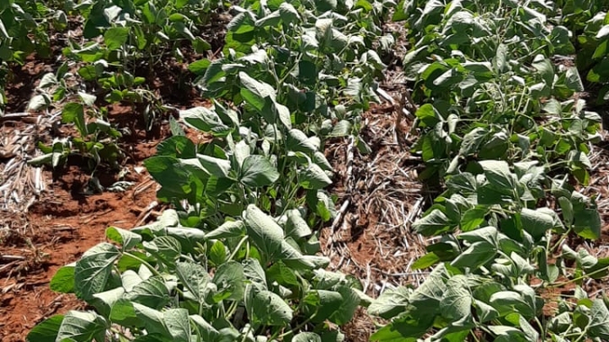 Seca e calor quebram soja no Sul e tiram recorde do Brasil, diz AgRural