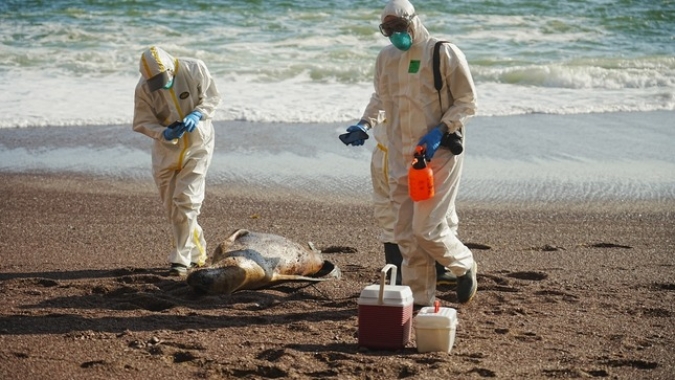 Casos de influenza aviária em mamíferos marinhos no Sul do país