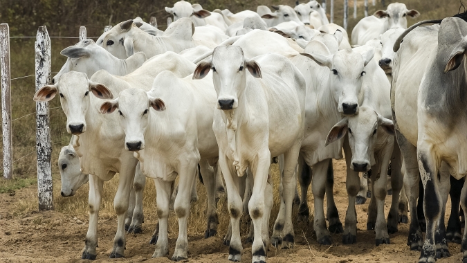 Rastreabilidade bovina pode virar ativo valorizado antes de 2032
