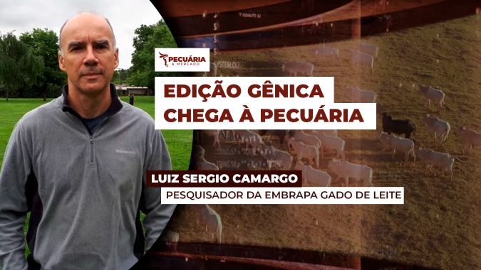 Nasceram os primeiros bezerros frutos de edição gênica no Brasil em pesquisa da Embrapa