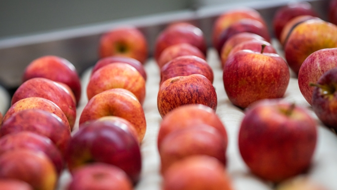 Ondas de frio de inverno podem favorecer o desenvolvimento de áreas produtoras de frutas de clima temperado