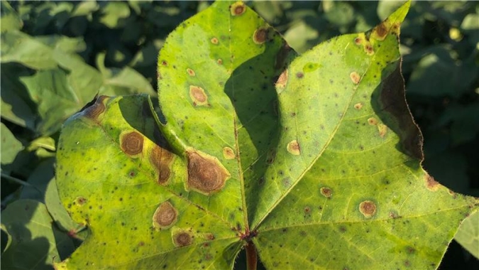 Manejo assertivo da mancha-alvo no algodão exige atenção do cotonicultor para evitar perdas na safra