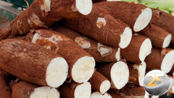 Mandioca/Cepea: Clima favorece colheita neste começo de ano