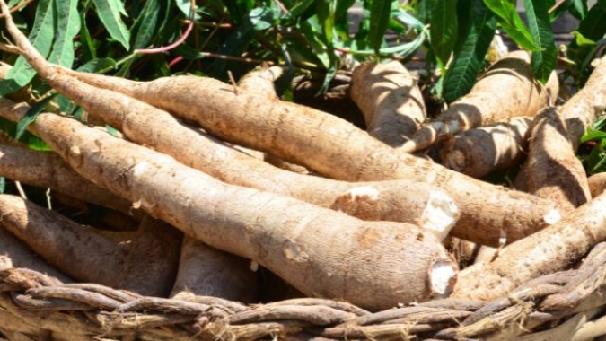 Santa Catarina: Epagri disponibiliza para agricultores variedades de mandioca com desempenho produtivo acima da média