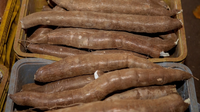 Em Goiás, área plantada de mandioca deve registrar crescimento de 15% em 2021