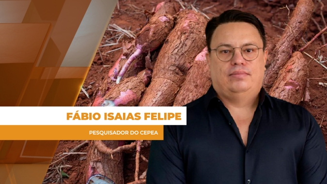 Mandioca acumula oito semanas de valorizações, mas preços ainda não são atrativos aos produtores