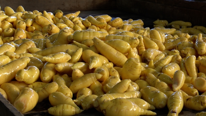 Variedades de mandioquinha-salsa resistentes a pragas revigoram a produção em Munhoz, Sul de Minas