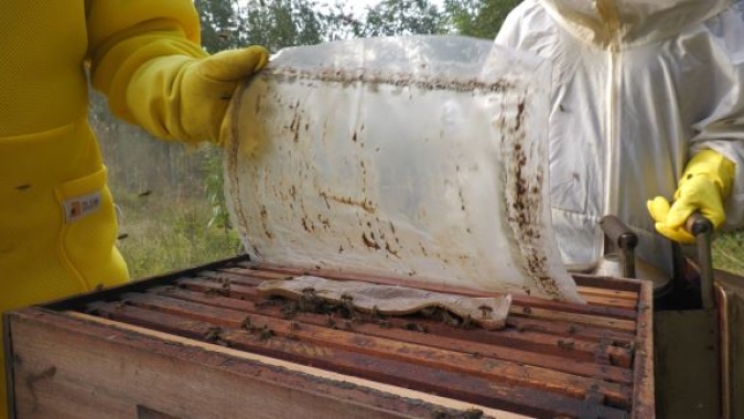 Manejo de abelhas no inverno exige cuidados com nutrição, temperatura e pragas