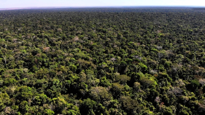 Degradação ambiental: recuperação de florestas, economia, saúde e vida, por Antonio Borges
