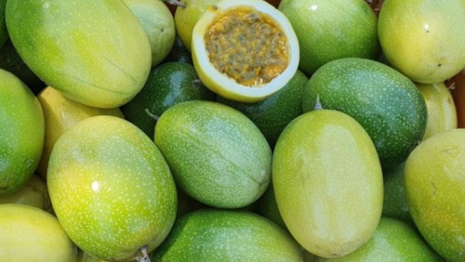 Maracujá catarinense: Epagri trabalha para criar protocolo de Produção Integrada da fruta