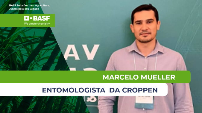 Clima favorece avanço do Sphenophorus e controle da praga se torna mais desafiador