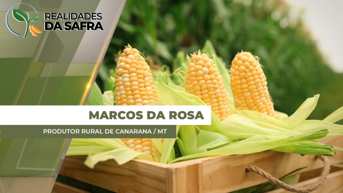 Colheita do milho começa com boas expectativas para lavouras que foram plantadas na janela ideal em Canarana/MT