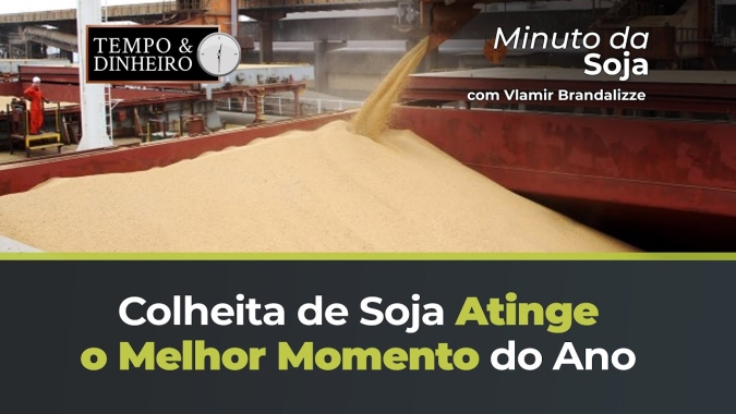 Soja no melhor momento do ano