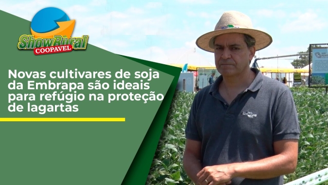 Novas cultivares de soja da Embrapa são ideais para refúgio na proteção de lagartas