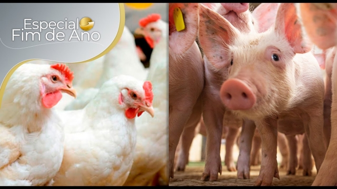 Exportações de carne de frango do Brasil devem bater recorde em 2022; suinocultura celebra abertura de mercado para México e Canadá