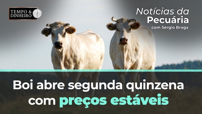 Boi abre segunda quinzena de março com preços estáveis e fêmeas nas linhas de abate.