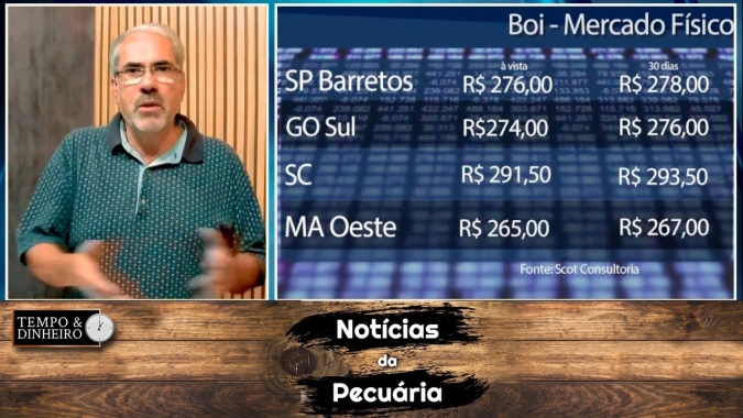 Boi gordo não reage