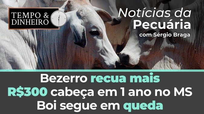 Bezerro recua mais R$300 cabeça em 1 ano no MS . Boi segue em queda