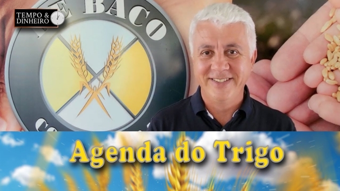 O trigo chama a atenção dos compradores de ração. Isto pode mudar o cenário de estoques e preços