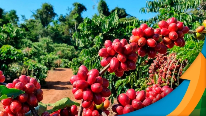 Cecafé promove evento na UE para atestar que cafés do Brasil atendem novas regras