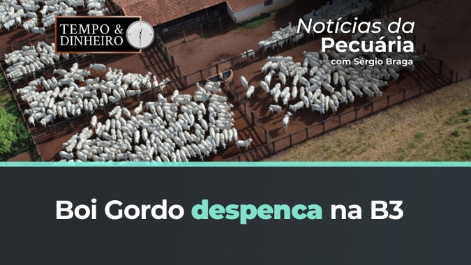 Boi despenca na B3. Mostrar tendência pode ser prejudicial?