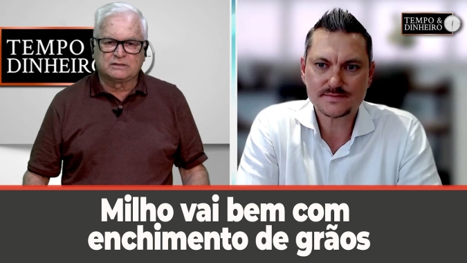 Milho vai bem com enchimento de grãos em Boa Esperança do Norte. Capricho é tudo.