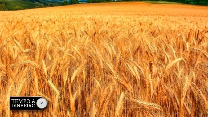 Rússia faz campanha para venda de trigo devido a negociações atrasadas