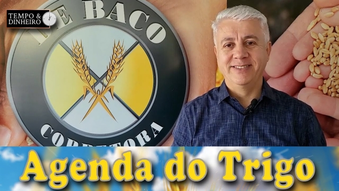A volatilidade dos preços do trigo vai continuar