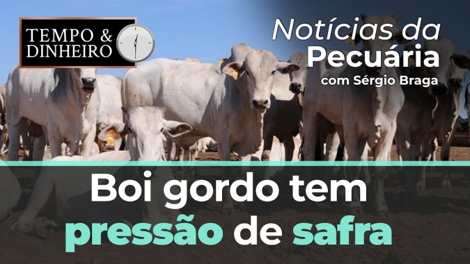 Boi gordo tem pressão de safra e não colabora nas contas