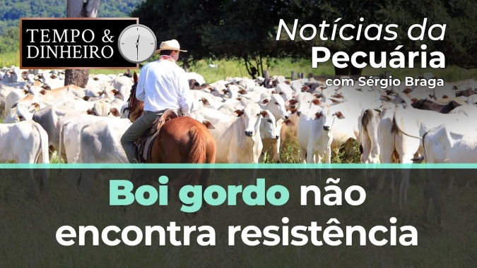 Boi gordo não encontra resistência e segue em queda