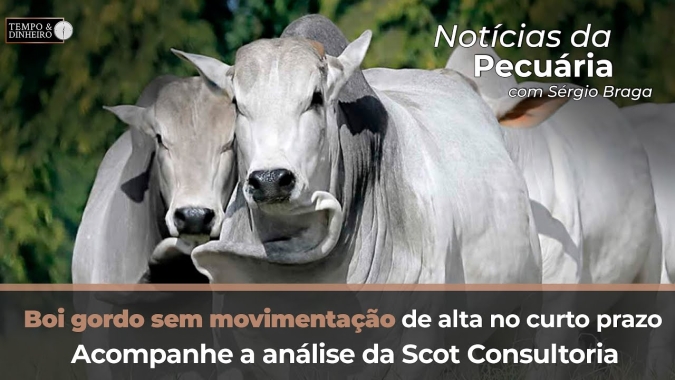 Boi gordo sem movimentação de alta no curto prazo. Acompanhe a análise da Scot Consultoria