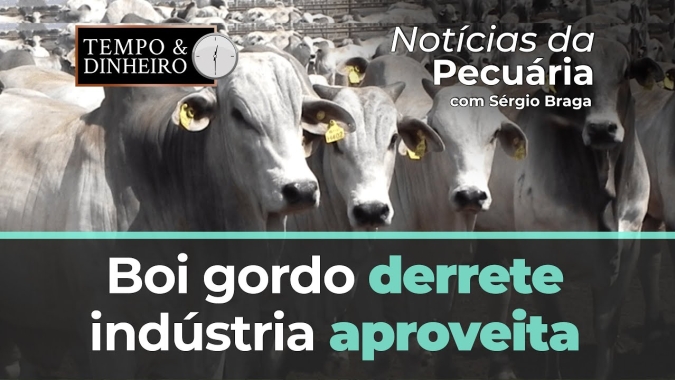 Boi gordo derrete, indústria aproveita e opera comprada na B3