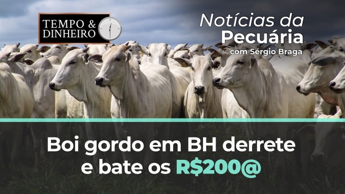 Alerta e cuidados no setor de aves para gripe aviária