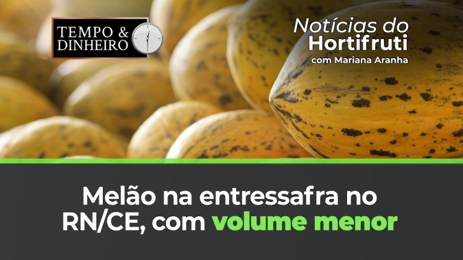 Melão na entressafra no RN/CE, com volume menor