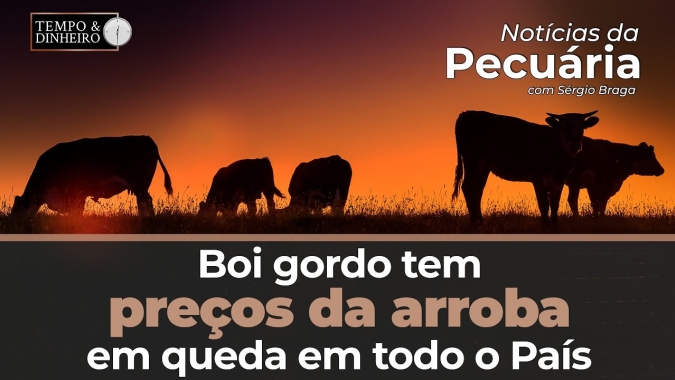 Boi gordo tem preços da arroba em queda em todo o País