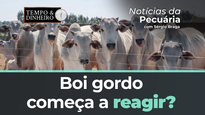 Boi gordo começa a reagir ? Cotações sobem na B3 e no mercado físico Frio intenso no MS mata rebanho