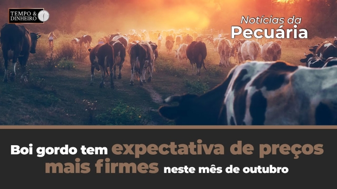 Boi gordo tem expectativa de preços mais firmes, de olho no consumo interno e nas exportações