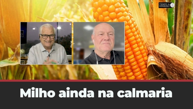 Milho ainda na calmaria