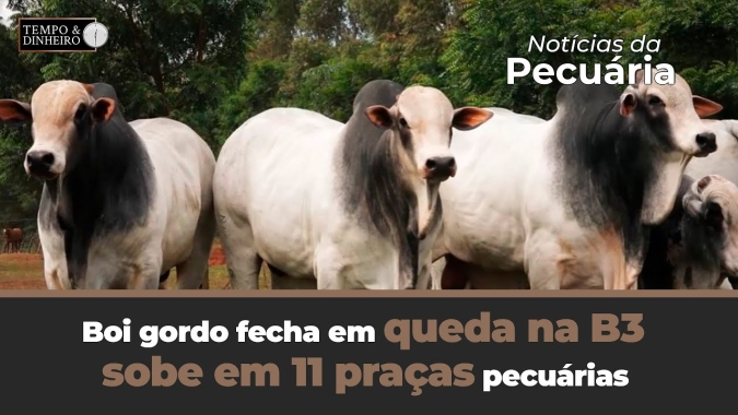 Boi gordo fecha em queda na B3, sobe em 11 praças pecuárias em dia de poucos negócios