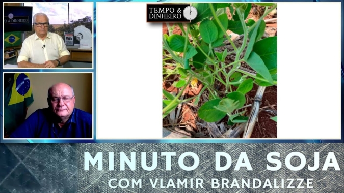Soja começando semana da preguiça