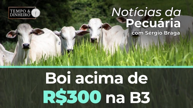 Boi acima de R$300 na B3 após retomada de exportações para China