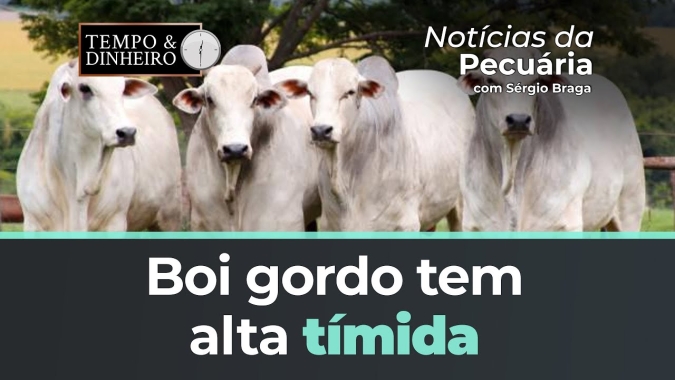 Boi gordo tem alta tímida com indústrias ofertando mais pelo boi China