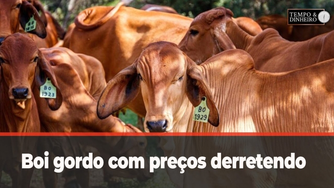 Boi gordo com preços derretendo na reta final de fevereiro. Comentário de Hyberville Neto