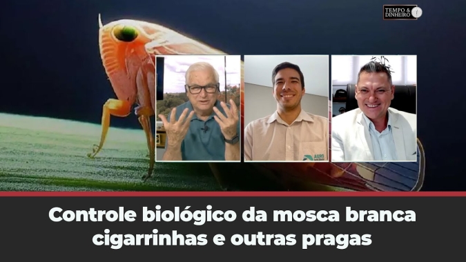 Controle biológico da mosca branca , cigarrinhas e outras pragas.
