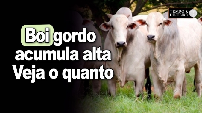 Boi gordo acumula alta de 7,22% com tendência de nova valorização e possível mudança de ciclo