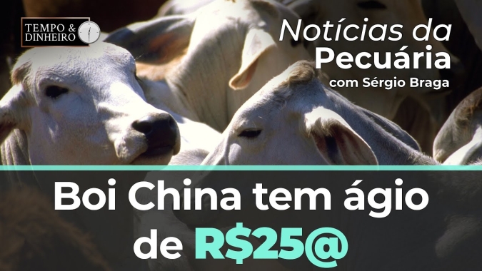 Boi China tem ágio de RS$25@. Atenção para entrada de fêmeas e clima mais seco