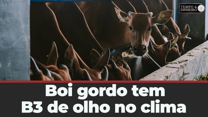Boi gordo tem cotações em queda na B3 de olho no clima e na disponibilidade de animais terminados
