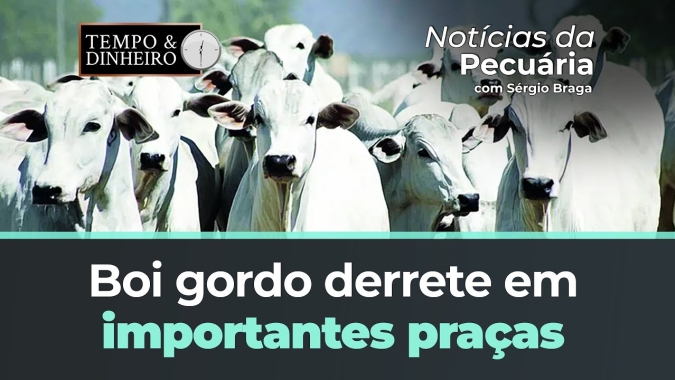 Boi gordo derrete em importantes praças pecuárias e vem abaixo dos R$ 200 por arroba. Até quando?
